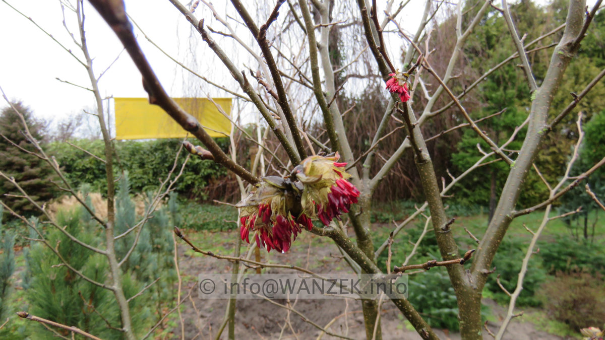 Parrotia persica - Bluetenmacro 01.JPG